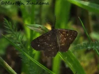 Gewone heispanner [Ematurga atomaria]